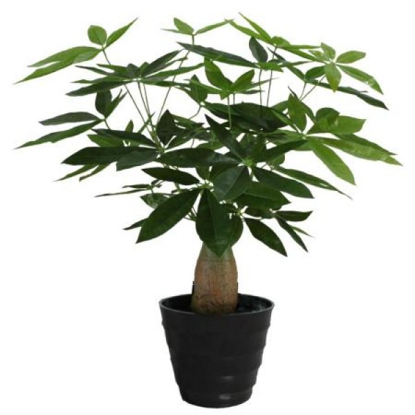 Pachira Plant - Pachira Money Tree